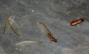 Signs of termite problems or infestation in Harare and Zimbabwe